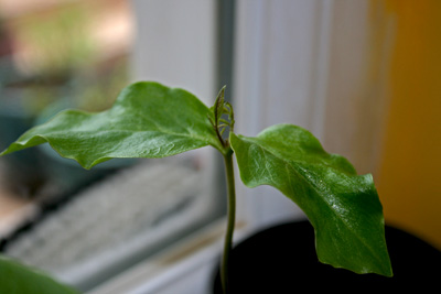 Name:  004.JPG
Views: 891
Size:  47.4 KB