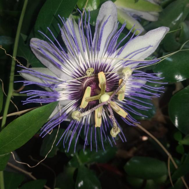Name:  pasiflora.jpg
Views: 758
Size:  58.4 KB