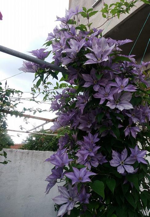 Name:  clematis.jpg
Views: 888
Size:  70.6 KB