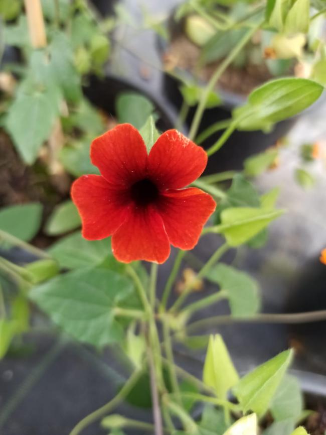 Name:  Karagzl suzan sarma thunbergia alata brownie.jpg
Views: 264
Size:  47.9 KB