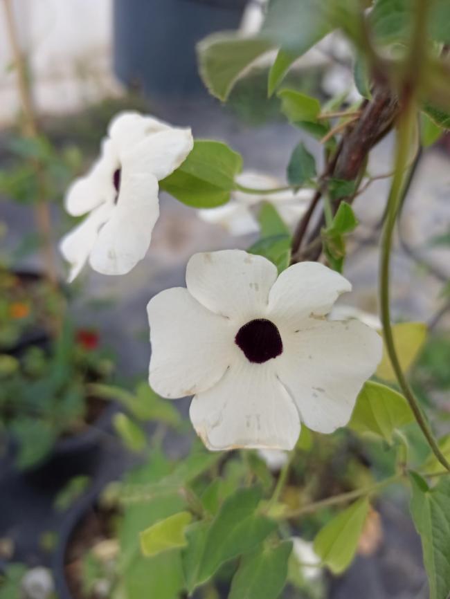 Name:  Karagzl suzan sarma thunbergia alata white.jpg
Views: 237
Size:  42.6 KB