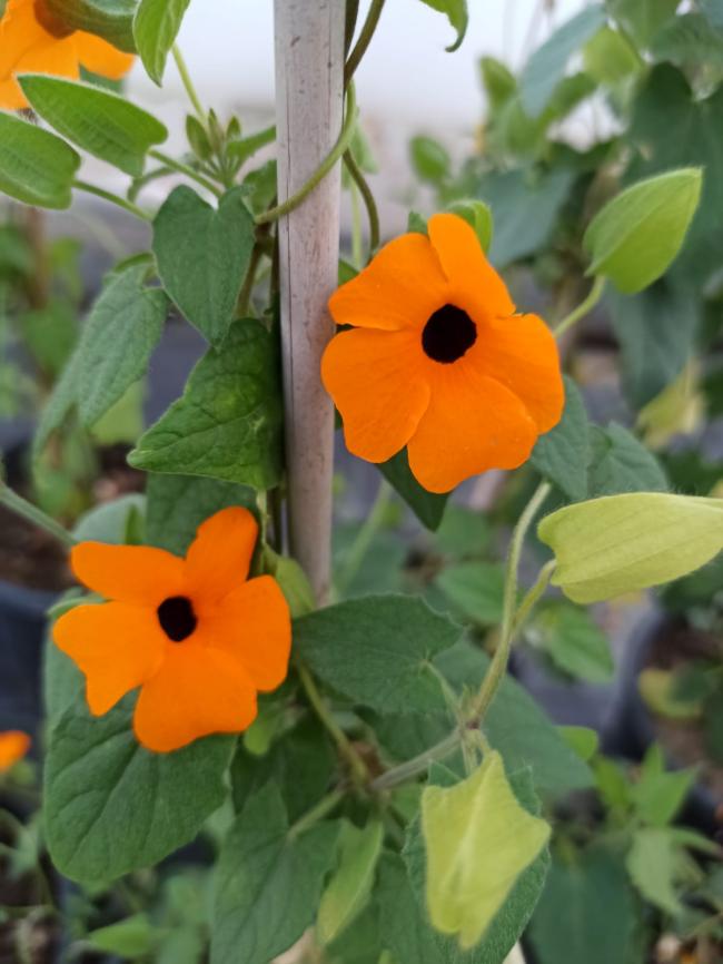 Name:  Karagzl suzan sarma thunbergia alata orange.jpg
Views: 250
Size:  55.0 KB