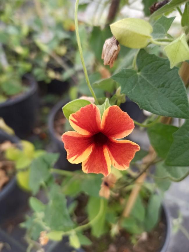 Name:  Karagzl suzan sarma thunbergia alata.jpg
Views: 263
Size:  52.6 KB