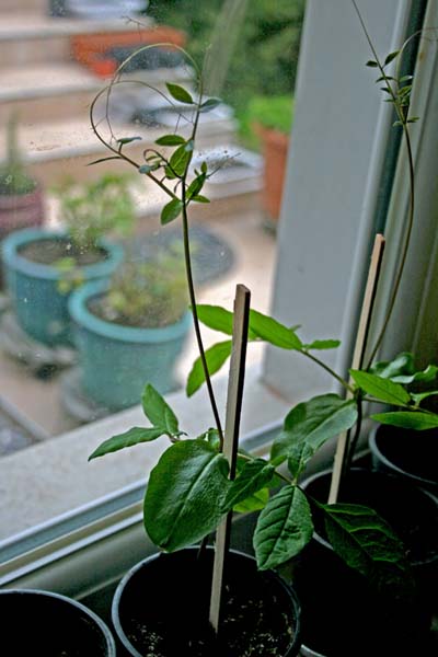 Name:  001.JPG
Views: 785
Size:  59.6 KB