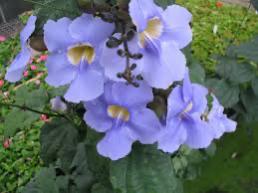 Name:  IMG_7975.jpg
Views: 288
Size:  10.6 KB
