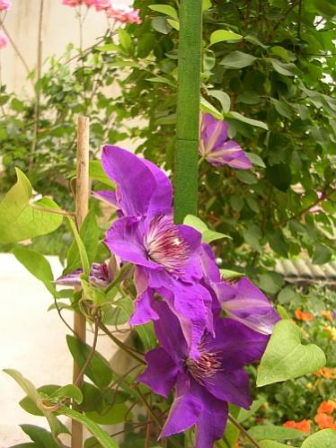 Name:  Clematis.jpg
Views: 1482
Size:  42.2 KB