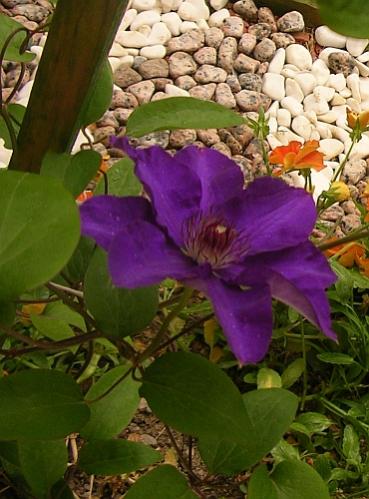 Name:  Clemantis 4.jpg
Views: 1450
Size:  37.9 KB