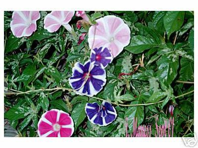 Name:  Ipomoea Morning Glory Mt. Fuji Mix.jpg
Views: 1310
Size:  52.7 KB