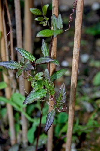Name:  037.JPG
Views: 744
Size:  58.5 KB