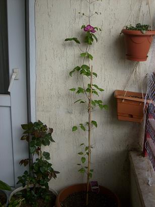 Name:  S6304222.JPG
Views: 1308
Size:  55.4 KB