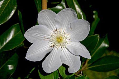 Name:  002.JPG
Views: 1347
Size:  52.2 KB