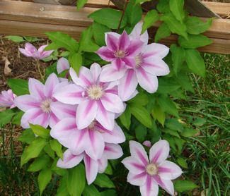 Name:  clematis.jpg
Views: 2290
Size:  41.5 KB