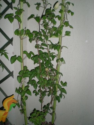Name:  DSCN5970.jpg
Views: 1366
Size:  52.7 KB