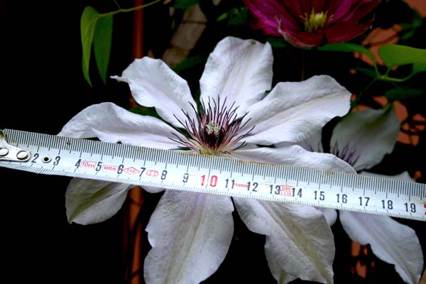 Name:  001.JPG
Views: 1625
Size:  60.5 KB
