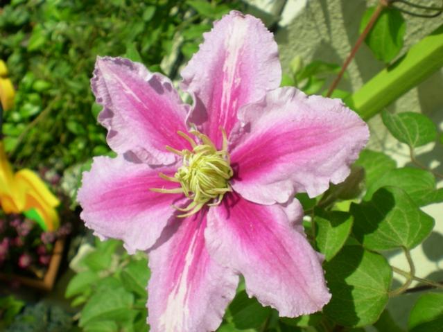 Name:  DSCN6060.jpg
Views: 1563
Size:  46.2 KB