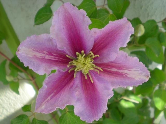 Name:  DSCN6083.jpg
Views: 1513
Size:  35.3 KB