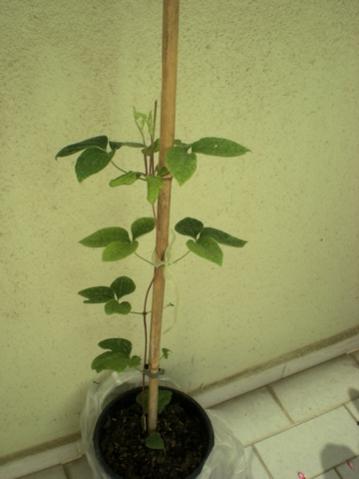 Name:  DSCN6097.jpg
Views: 1749
Size:  18.9 KB