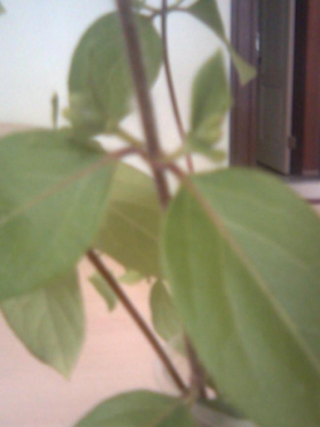 Name:  Grnt048.jpg
Views: 3049
Size:  31.4 KB