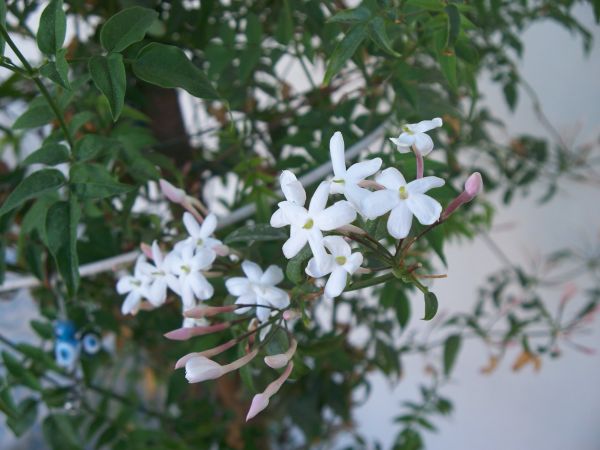 Name:  kyasemin2.jpg
Views: 7451
Size:  62.0 KB