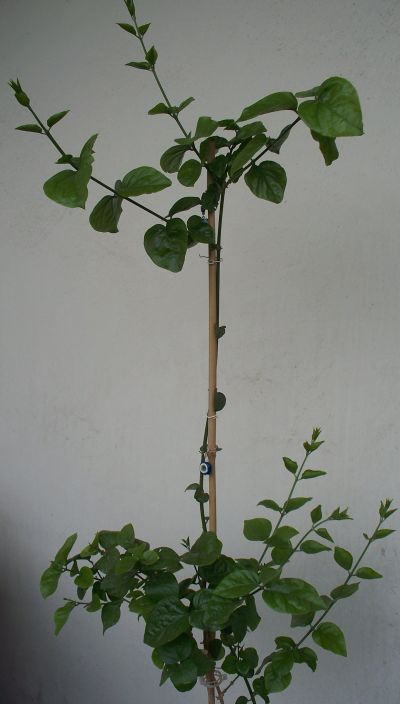 Name:  fulyaseminaga.jpg
Views: 5581
Size:  30.4 KB