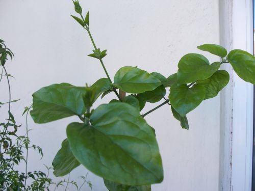 Name:  fulyasemin1.jpg
Views: 5311
Size:  42.1 KB