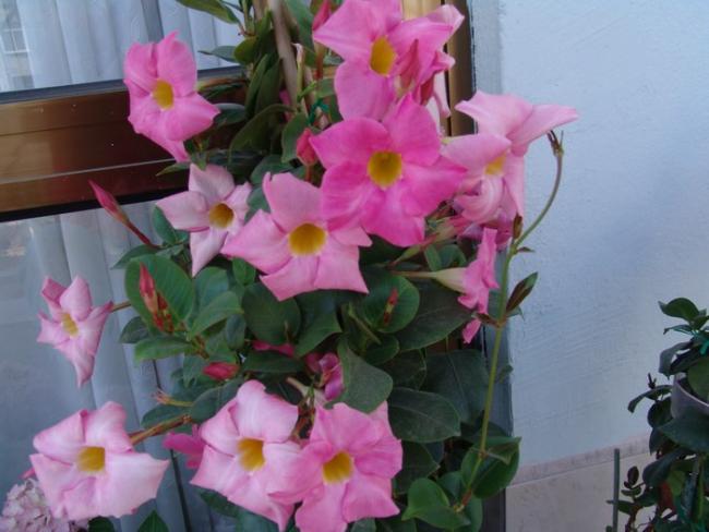 Name:  dipladenia.jpg
Views: 4651
Size:  40.5 KB