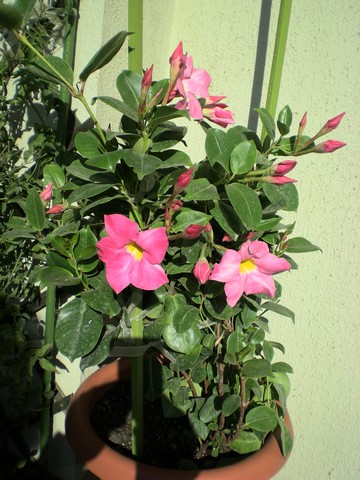 Name:  pembe2.jpg
Views: 4144
Size:  65.7 KB