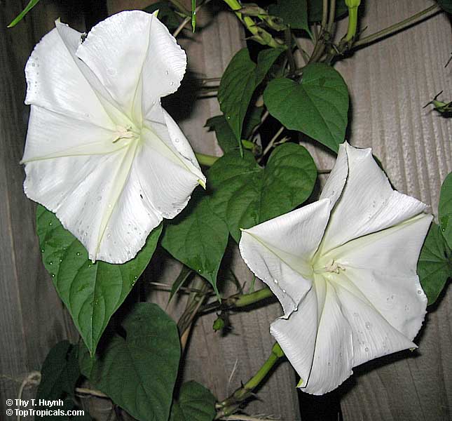 Name:  moonflower.jpg
Views: 7299
Size:  49.9 KB