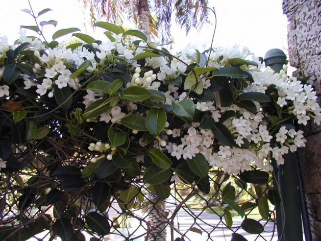 Name:  stephanotis2gd.jpg
Views: 15049
Size:  70.8 KB