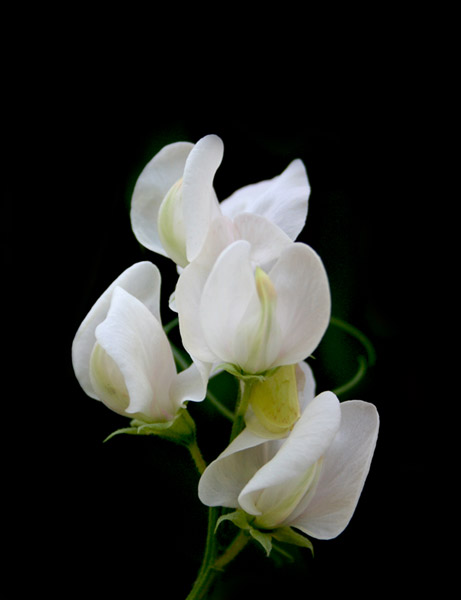 Name:  beyaz_bezelye_2.jpg
Views: 3870
Size:  48.3 KB