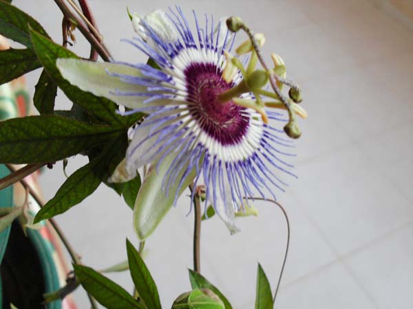 Name:  SDC10040.JPG
Views: 2432
Size:  59.0 KB
