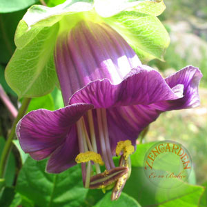 Name: COBAEASCANDENSC1.jpg
Views: 2154
Size: 29.6 KB