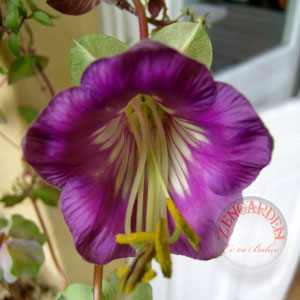 Name:  COBAEASCANDENSC2.jpg
Views: 1296
Size:  25.6 KB