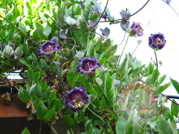 Name:  COBAEASCANDENSC3.jpg
Views: 1672
Size:  59.4 KB