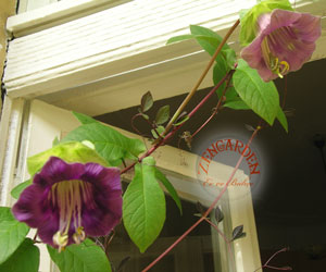 Name:  COBAEASCANDENSC4.jpg
Views: 1230
Size:  24.4 KB
