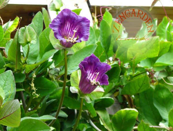Name: COBAEASCANDENSC6.jpg
Views: 1279
Size: 50.4 KB