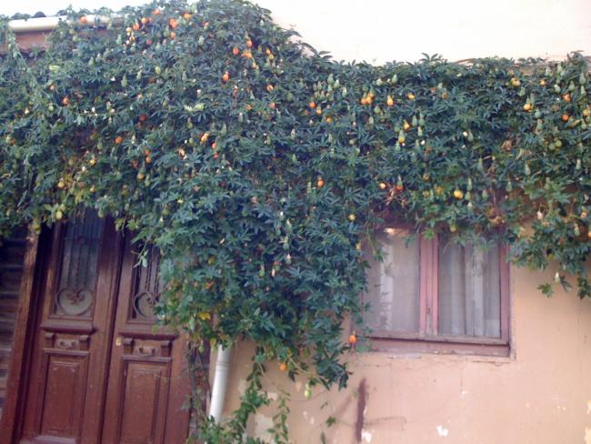Name:  ada2 001.jpg
Views: 2267
Size:  63.2 KB