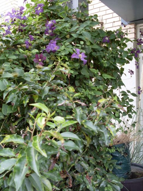 Name:  clematis1.jpg
Views: 849
Size:  79.3 KB