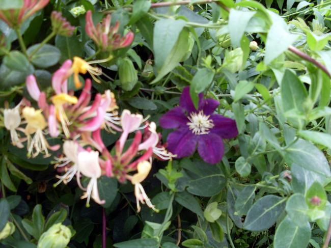 Name:  clematis2.jpg
Views: 819
Size:  57.6 KB