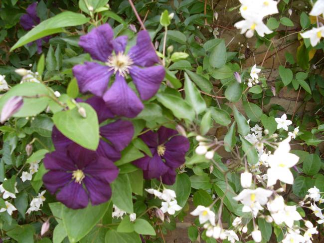 Name:  yasemin.jpg
Views: 793
Size:  61.6 KB