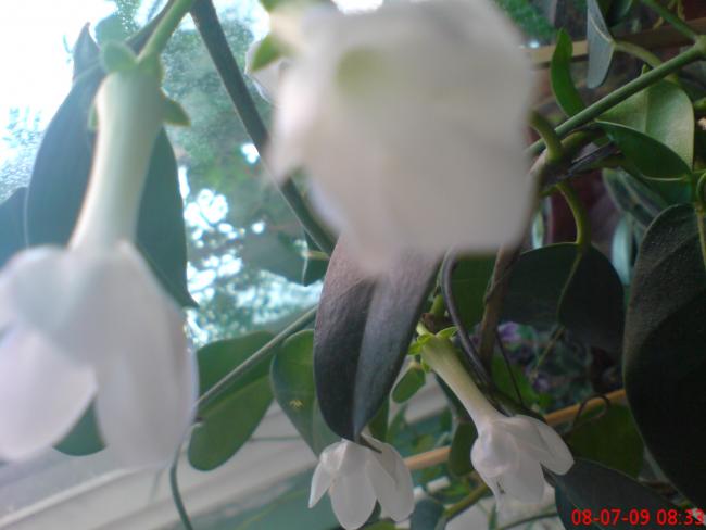 Name:  eflan 013.jpg
Views: 2781
Size:  31.9 KB