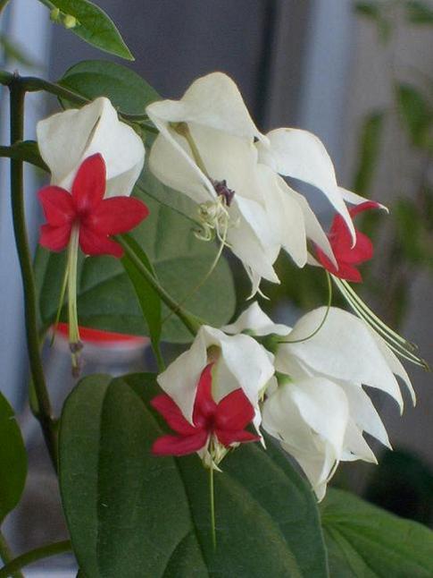 Name:  clerodendrum.thomsoniae2.jpg
Views: 11734
Size:  38.0 KB