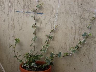 Name:  hedera1.JPG
Views: 8914
Size:  53.4 KB