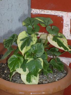 Name:  hedera2.JPG
Views: 8549
Size:  54.0 KB