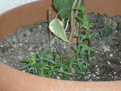 Name:  hedera3.JPG
Views: 8676
Size:  62.2 KB