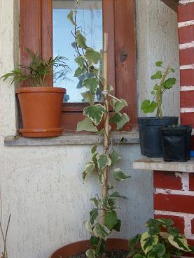 Name:  hedera4.JPG
Views: 8541
Size:  54.9 KB