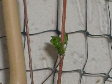 Name:  ville.surgun-29.07.2009a.JPG
Views: 818
Size:  47.3 KB