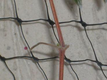 Name:  ville.surgun-29.07.2009b.JPG
Views: 817
Size:  48.5 KB