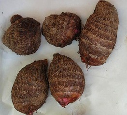 Name:  taro2s.jpg
Views: 3993
Size:  28.8 KB
