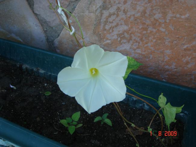 Name:  AUSTOS 06745.jpg
Views: 874
Size:  37.4 KB